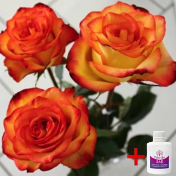 Алмазная мозаика на подрамнике ColorArt 20х20 Букет роз DDP1206 + Подарок лак для покрытия