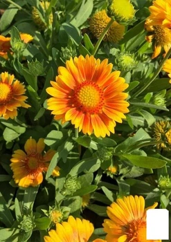 Гайлардія гібридна "Arizona Apricot" вазон С2 (183704)