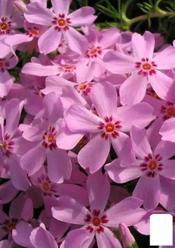 Флокс шилоподібний "Bonita" (квітковий килим) (183658)
