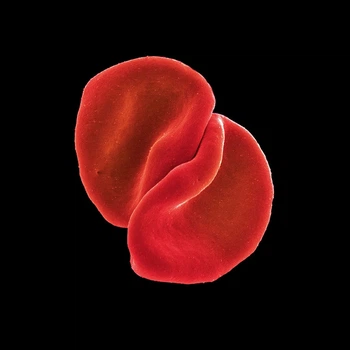 Музичний CD диск Peter Gabriel – Scratch My Back (1cd) (Фірмовий)