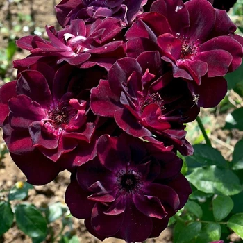 Роза Бургунди Айс. (Burgundy Ice)