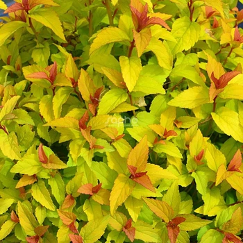 Спірея японська Мерло Голд/Spiraea japonica 'Merlo'Gold