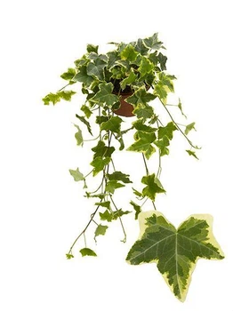 Плющ Хедера (Лиана, Hedera) Зелений з білими краями в підвісному горщику. 15,17 горшок