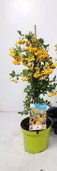 Піраканта Жовта Pyracantha Soleil D'or, висота 80см, горщик 19