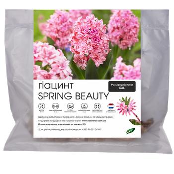 Гіацинт (цибулини) Spring Beauty(1 шт)