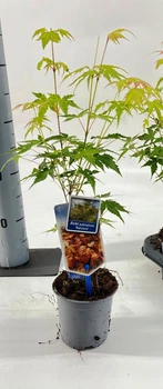 Японський клен (Japanese maple) Katsura, висота 30 - 40 см, об'єм горщика 0,75 л