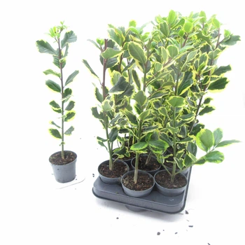 Падуб “Голден Кінг” Ilex altaclerensis ‘Golden King’ , висота 45 см, 9 горщик