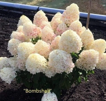 Гортензия метельчатая "Bombshell"