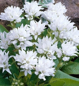 Колокольчик скученный "Genti White" цветы,рассада ,саженцы декоративных растений для сада