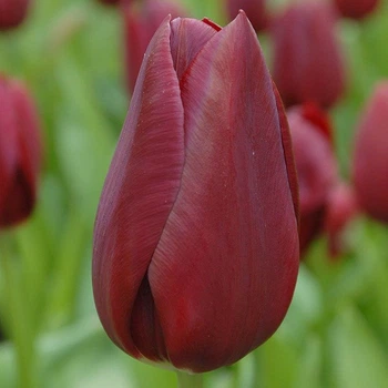 Цибулини Яскрава Тюльпан Тріумф National Velvet (44111) (3шт)