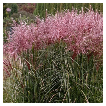 Miscanthus sinensis "Versammlung"