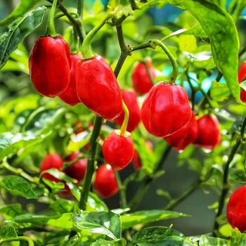 Семена Перец острый Trinidad Smooth, Capsicum chinense 5 шт/уп