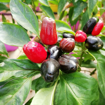 Насіння Перець гострий декоративний Turkish Flower Biber, Capsicum annum 5 шт/уп