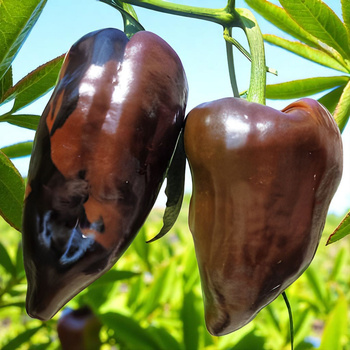 Семена Перец острый Mulato Isleno, Capsicum annuum 5 шт/уп