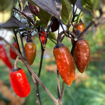 Семена Перец острый Халапеньо Konchos Black F4, Capsicum annuum 5 шт/уп