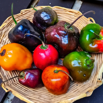 Насіння Перець гострий Rocoto Mix, Capsicum pubescens 5 шт/уп