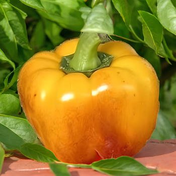 Семена Перец сладкий Теперо, Capsicum annuum 5 шт/уп