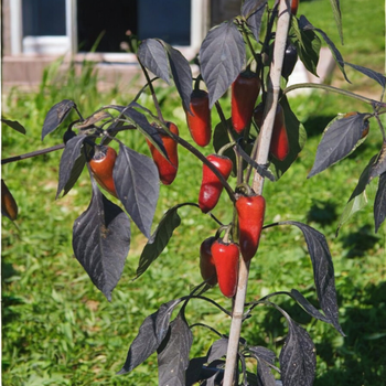 Семена Перец острый декоративный Hot Banana x Count Dracula, Capsicum annuum 5 шт/уп