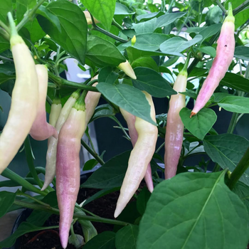 Семена Перец острый ампельный Aji Blondie, Capsicum baccatum 5 шт/уп