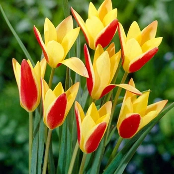 Цибулини Яскрава Тюльпан Ботанічний Chrysantha Selektle (38601) (5шт)
