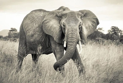 Фото обои Панно KOMAR Elephant флизелиновые моющиеся XXL4-529 (368х248 см)