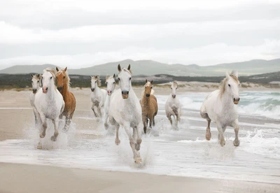Фото обои Панно KOMAR White Horses бумажные моющиеся 8-986 (368х254 см)