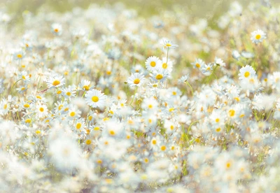 Фото обои Панно KOMAR Daisies бумажные моющиеся 8-994 (368х254 см)