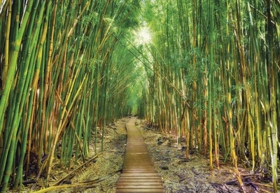 Фото обои Панно KOMAR Bamboo бумажные моющиеся 8-935 (368х254 см)