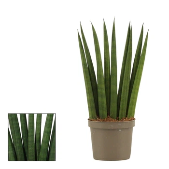 Растение Сансевьера цилиндрическая Sansevieria cylindrica