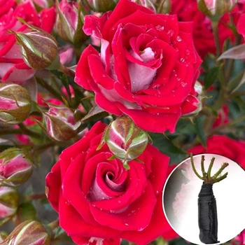 Роза Ruby Star (Рубі Стар) саджанець у плівці Matla Flowers