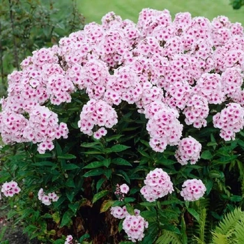Садженець Флокс "Early" Pink"