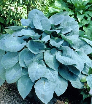 Хоста "Fragrant Blue"Саженцы многолетних цветов,многолетники, саженцы в горшках