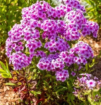 Флокс "Early" Lavender Pop" Цветы садовые,многолетники