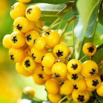 Пираканта "Soleil d'Or" саженцы,садовые цветы,растения для сада,многолетники