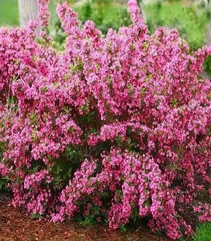 Вейгела цветущая "Rosea" Садовые растения, цветы многолетние, рассада, саженцы, травы