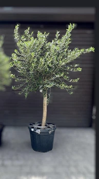 Оливкове дерево h 190 см (Olea europaea)