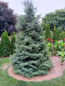 Пихта шершавоплодная Abies concolor саженец в горшке 3 л