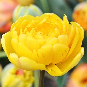 Тюльпан Yellow Pompenette 5 шт Голландия