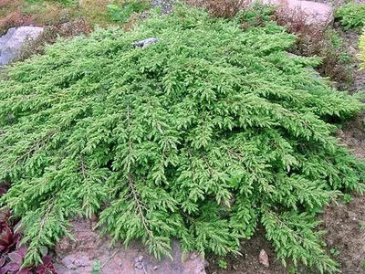 Можжевельник Грин Карпет Green Carpet саженец в горшке 1.5 л