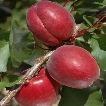 Абрикос Рубиста