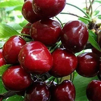Черешня Казка