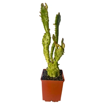Кактус Опунція Монаканта Варіегата Вветвистая (Opuntia monacantha variegata Branched), высота растения 23 см, контейнер 7*7*9 см (s144s23)