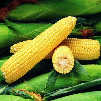 Семена кукурузы Оверленд F1, Syngenta, 50 г.