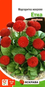Семена маргаритки махровой Этна красная Яскрава 0,1г