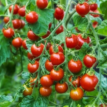Семена Андский дикий томат черри, Solanum lycopersicum var. cerasiforme 5 шт/уп
