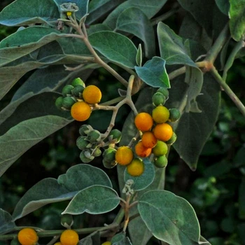 Семена Дикий персиковый томат Нагаленда, Solanum erianthum 5 шт/уп