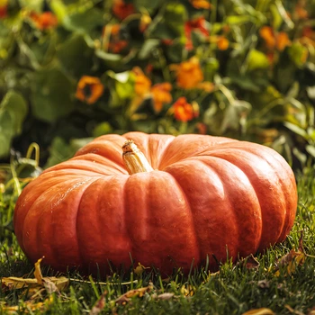 Семена Тыква 'Rouge Vif d'Etampes' , Cucurbita maxima 5 шт/уп