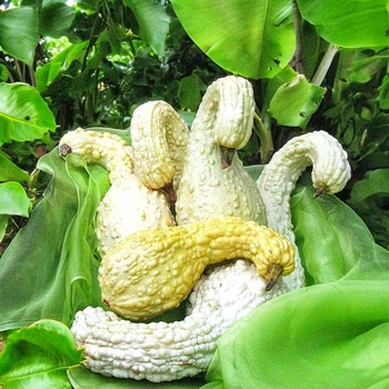 Семена Крукнек кремовый/белый, Cucurbita pepo 5 шт/уп