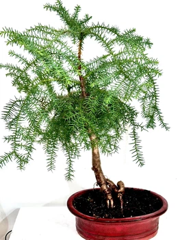 Араукарія Cunninghamii Бонсай, горщик 28", висота 50-70 см
