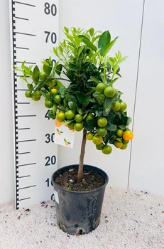 Цитрус Calamondin на штамбе горшок 21 см, высота растения с горшком 70 см